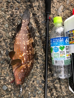 アコウの釣果