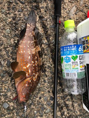 アコウの釣果