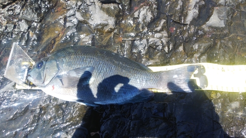 グレの釣果