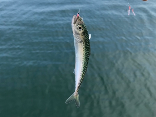 サバの釣果