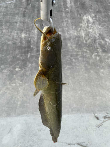 ナマズの釣果