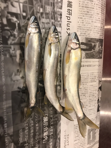 アユの釣果