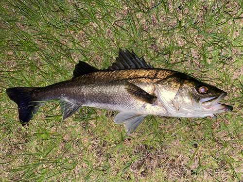 スズキの釣果