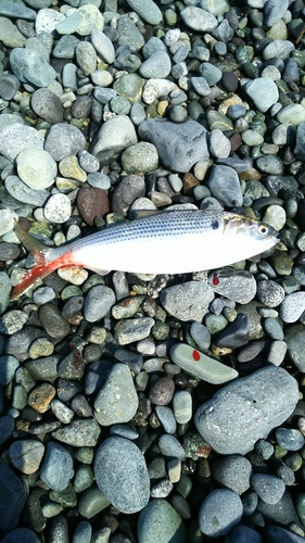 コノシロの釣果