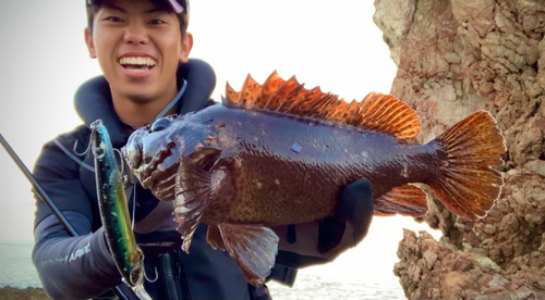 ムラソイの釣果