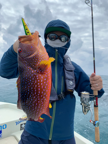 バラハタの釣果