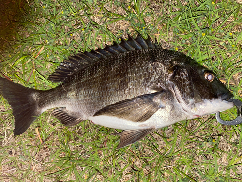 チヌの釣果