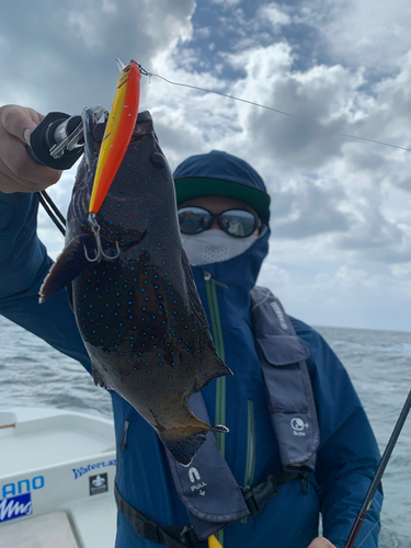 アオノメハタの釣果