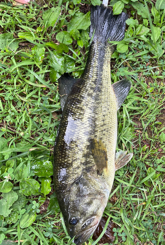 ブラックバスの釣果