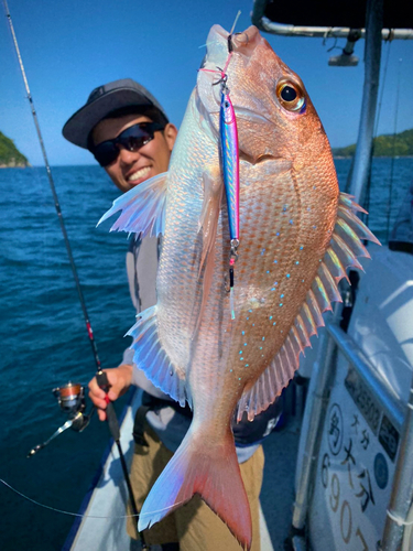 マダイの釣果