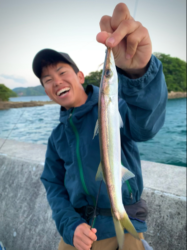 カマスの釣果