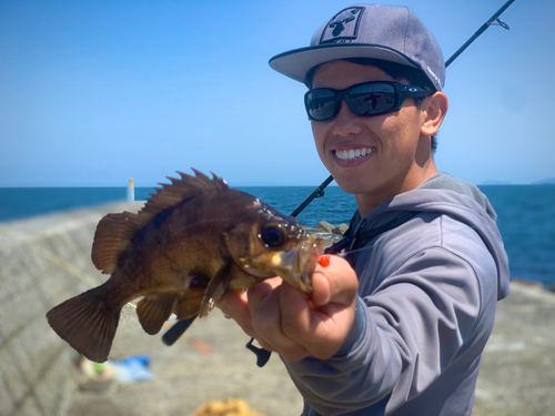 アカメバルの釣果