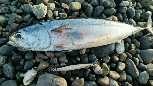 ソウダガツオの釣果