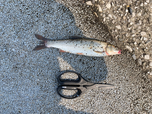 マルタウグイの釣果