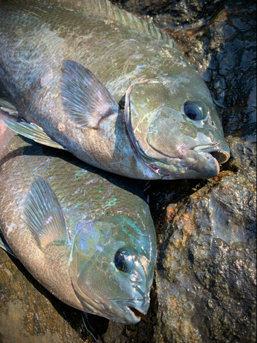 グレの釣果