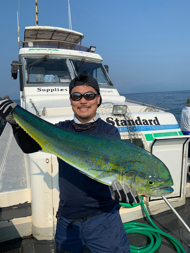 シイラの釣果