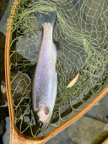 ニジマスの釣果