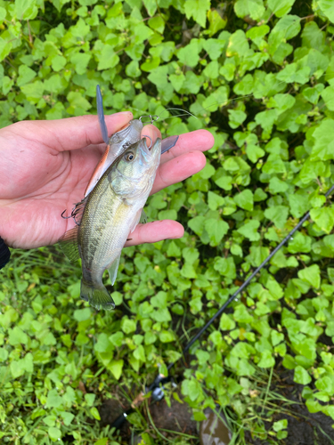 ブラックバスの釣果