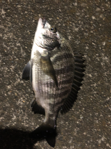 クロダイの釣果