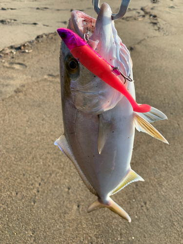 ショゴの釣果