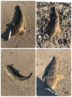 マゴチの釣果
