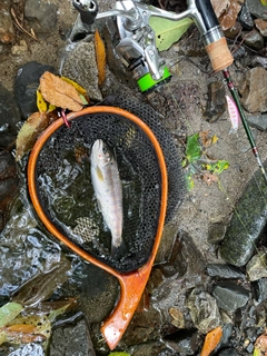 ヤマメの釣果