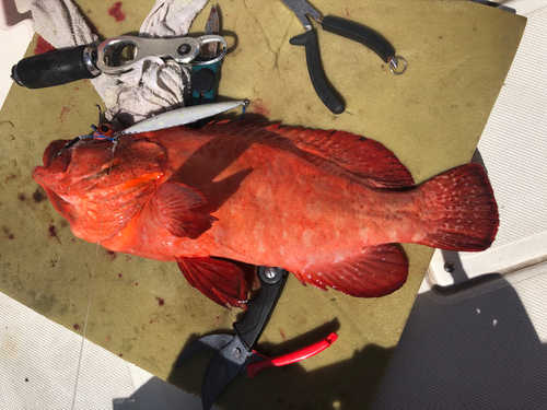 アザハタの釣果