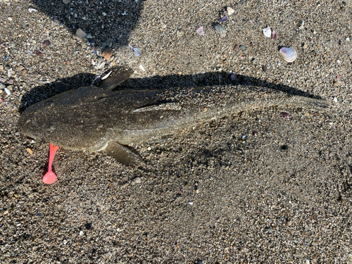 マゴチの釣果