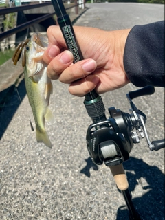 ラージマウスバスの釣果