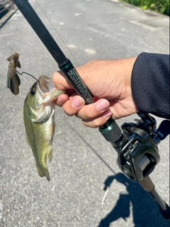 ラージマウスバスの釣果