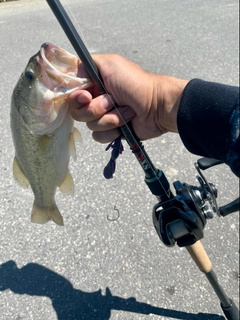 ラージマウスバスの釣果