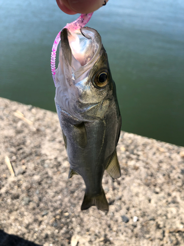 セイゴ（タイリクスズキ）の釣果