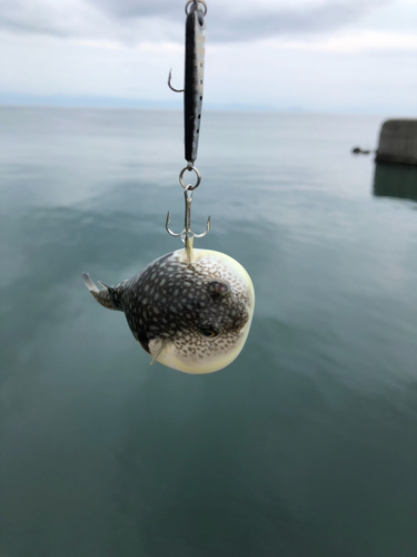 クサフグの釣果