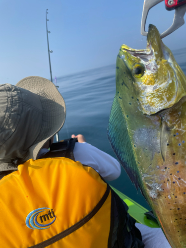 シイラの釣果