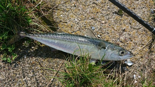 マサバの釣果