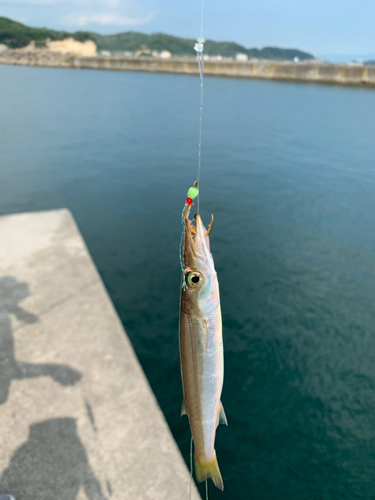 カマスの釣果