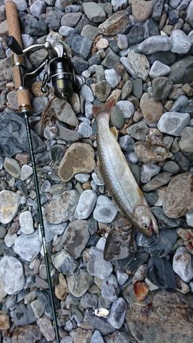 イワナの釣果