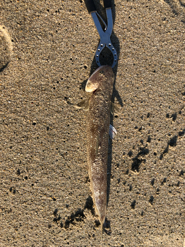 エソの釣果