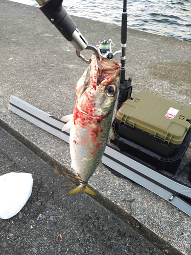 サバの釣果