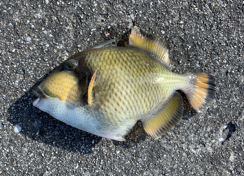 ゴマモンガラの釣果