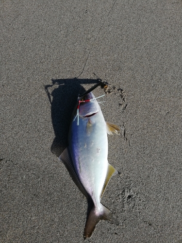 ショゴの釣果