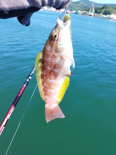 ベラの釣果