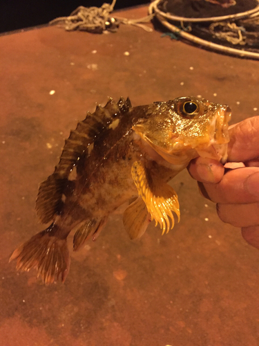 イソカサゴの釣果