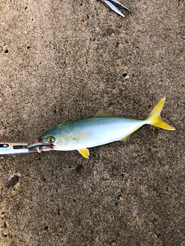 ワカシの釣果