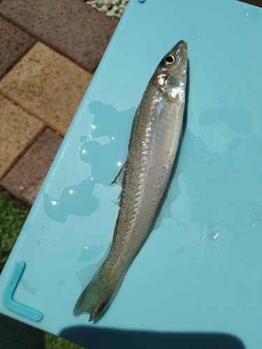 キスの釣果