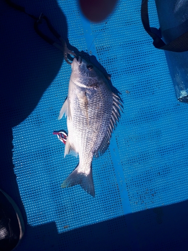 キビレの釣果