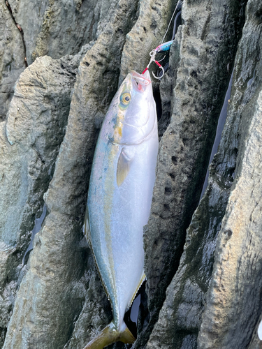 イナダの釣果