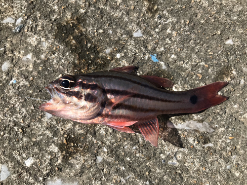 オオスジイシモチの釣果