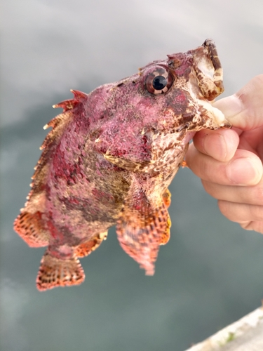 ヨロイメバルの釣果