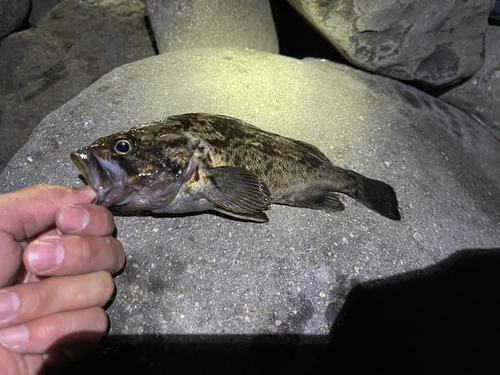 クロソイの釣果